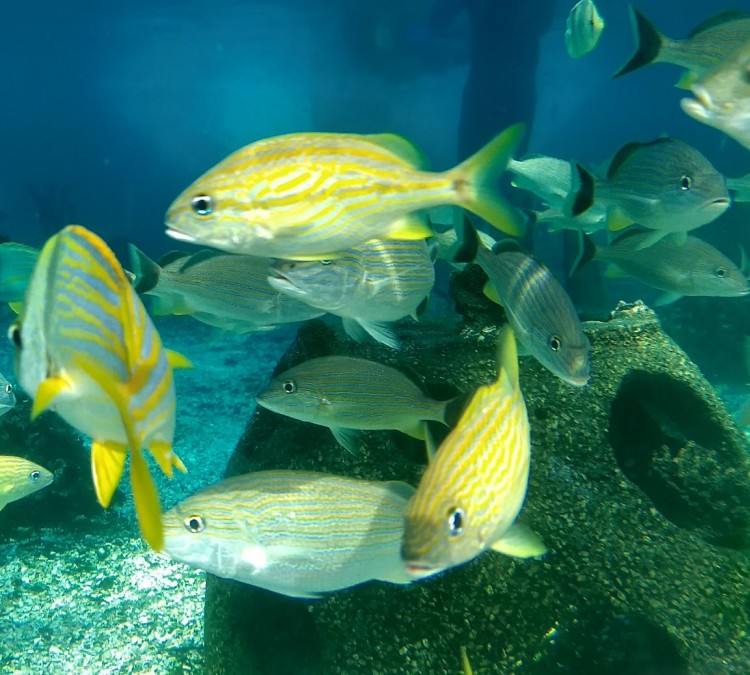 st-augustine-aquarium-photo
